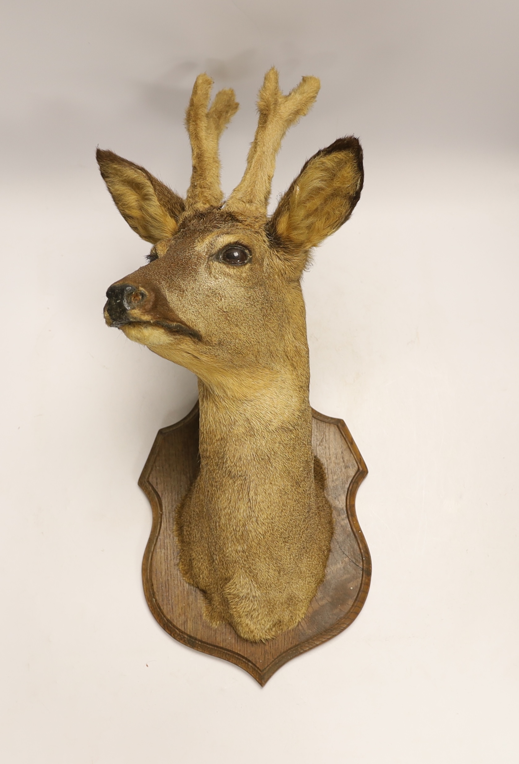 A taxidermy deer's head